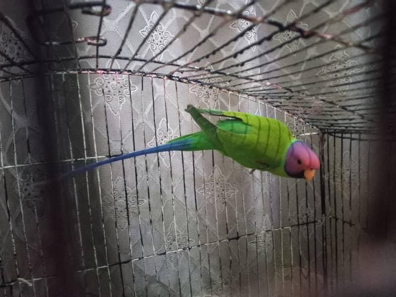 Plum head  male and female breeder pair 1