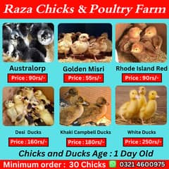 Golden misri chicks |australorp chicks  | Rhode IsIand Red rir chicks