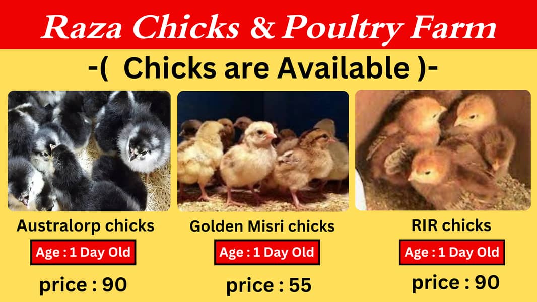 Golden misri chicks |australorp chicks  | Rhode IsIand Red rir chicks 1