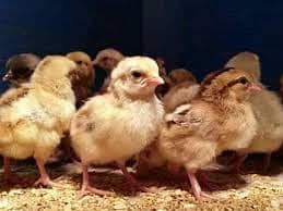 Golden misri chicks |australorp chicks  | Rhode IsIand Red rir chicks 3