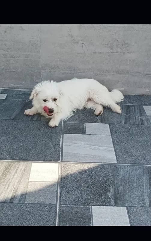 pure white shitzu puppy 2