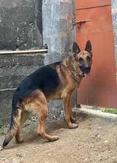 Very Heavy Size Male German Shepherd