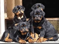 Tibetan Mastiff, Rottweiler, Gsd, all breeds avail