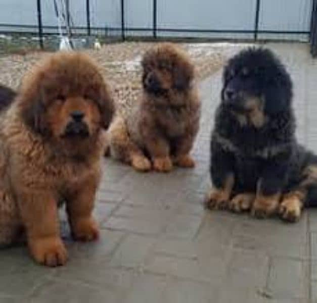 Tibetan Mastiff, Rottweiler, Gsd, golden retriever all breeds avail 4