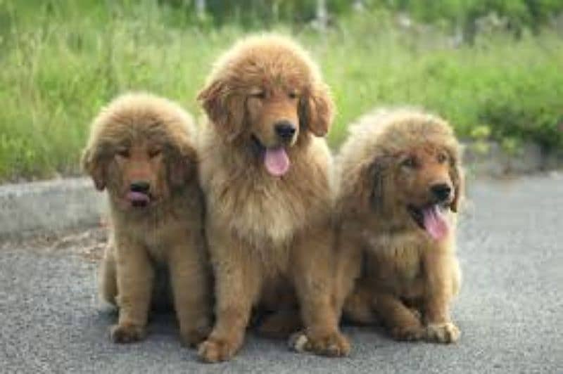 Tibetan Mastiff, Rottweiler, Gsd, golden retriever all breeds avail 5