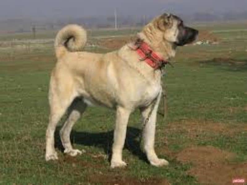 Tibetan Mastiff, Rottweiler, Gsd, golden retriever all breeds avail 8