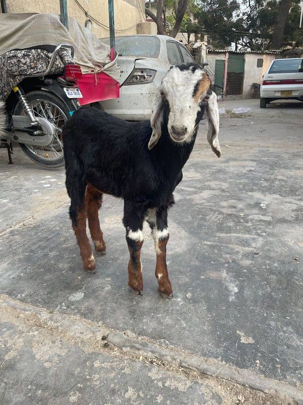 bakra goat kids 1