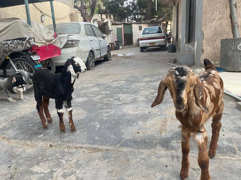 bakra goat kids 2