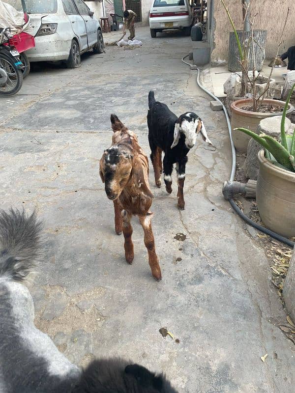 bakra goat kids 3