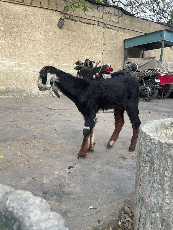 bakra goat kids 5