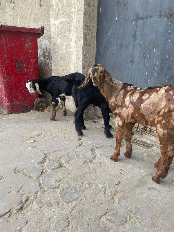 bakra goat kids 6