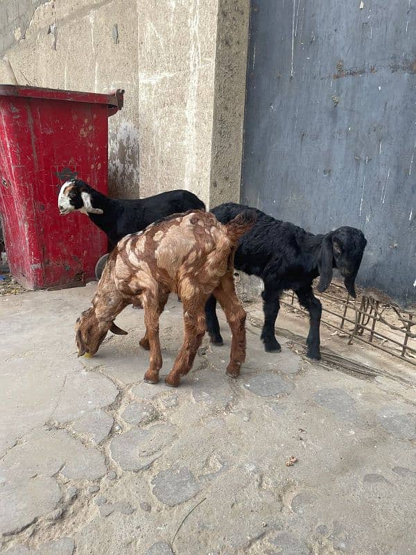 bakra goat kids 7