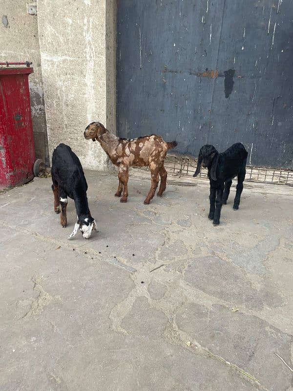 bakra goat kids 8