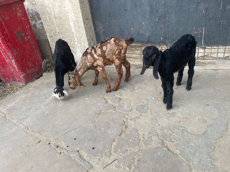 bakra goat kids 9