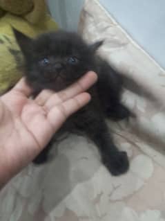 Himalayan perstion kittn