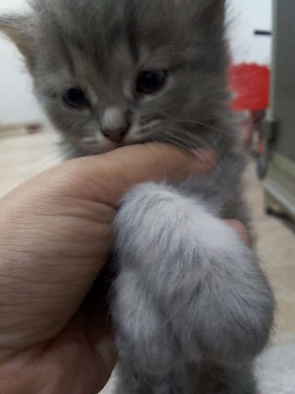 Himalayan perstion kittn 3