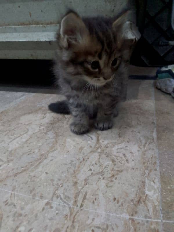 Himalayan perstion kittn 4