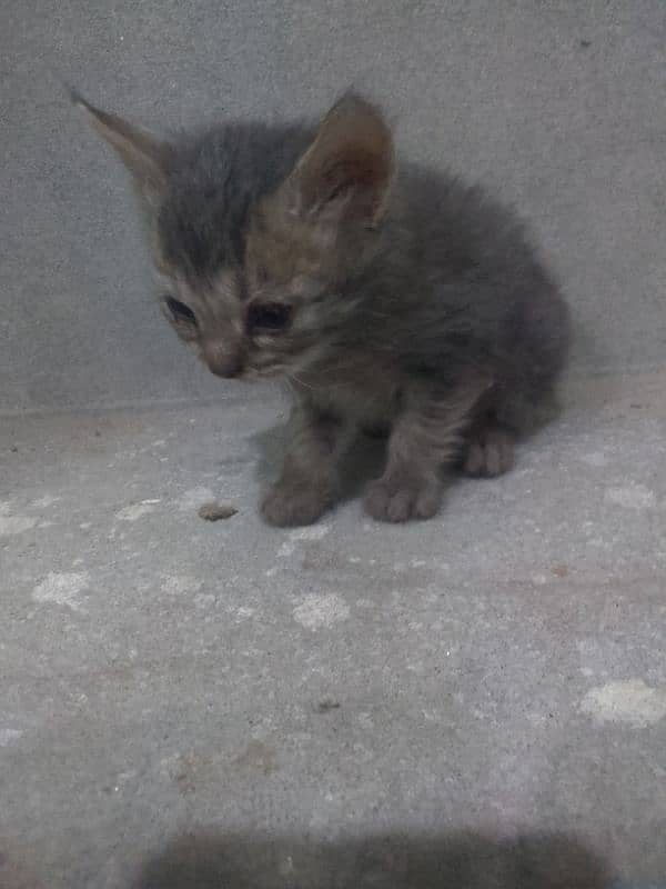 Himalayan perstion kittn 6