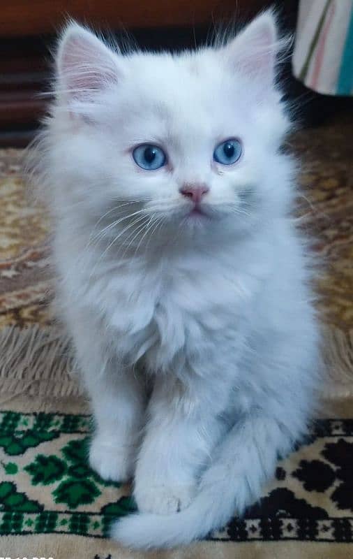 Persian kittens for sale 0