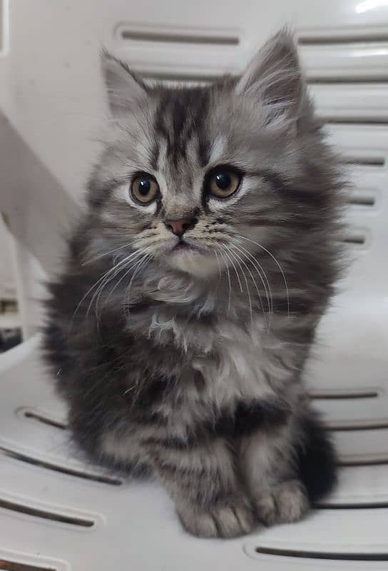 Persian kittens for sale 2