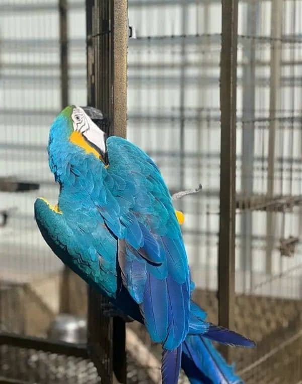 blue macaw parrot chips for sale 0336*1438*647 0