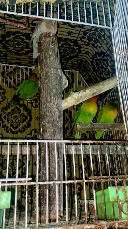 1 Male and 2 Female love birds also one Male Blue Bird with Cage 2