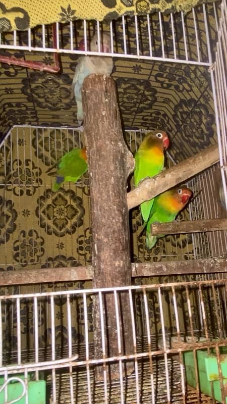 1 Male and 2 Female love birds also one Male Blue Bird with Cage 3