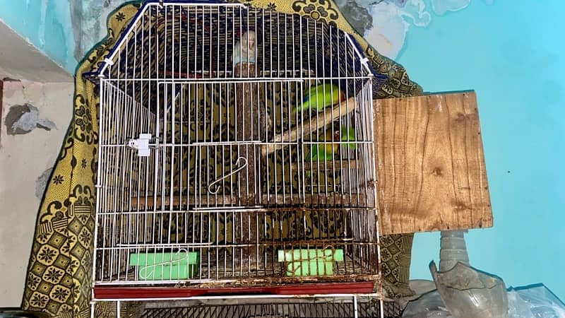 1 Male and 2 Female love birds also one Male Blue Bird with Cage 5