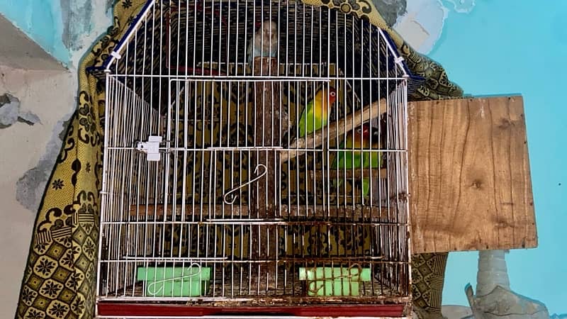 1 Male and 2 Female love birds also one Male Blue Bird with Cage 6