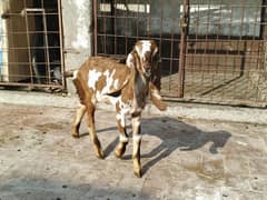 beautiful bakri for sale