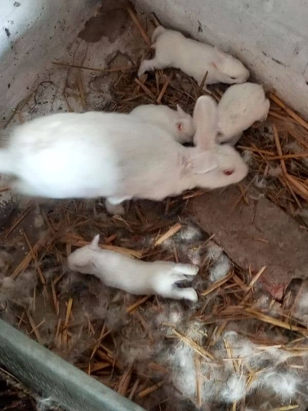 rabbit for sale 2