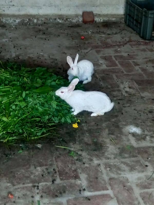 rabbit for sale 3