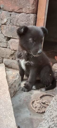 25 din ka puppy ha ۔whatsaap call ۔direct ۔03175492327