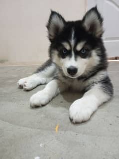 Siberian husky puppy