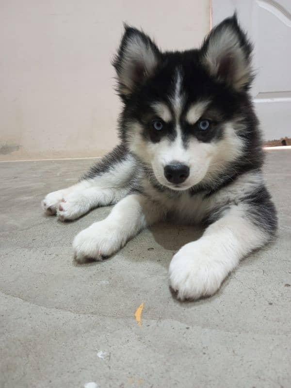 Siberian husky puppy 0