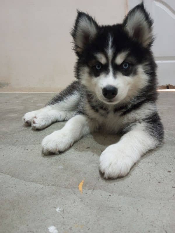 Siberian husky puppy 1