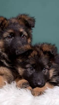 German shepherd puppies Double CoatWhatsapp 03221185228