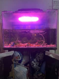 Fish Aquarium