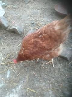 lohman egg laying hens are available each price is 2500.