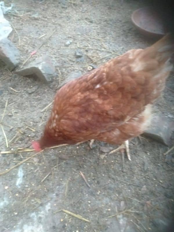 lohman egg laying hens are available each price is 2500. 0