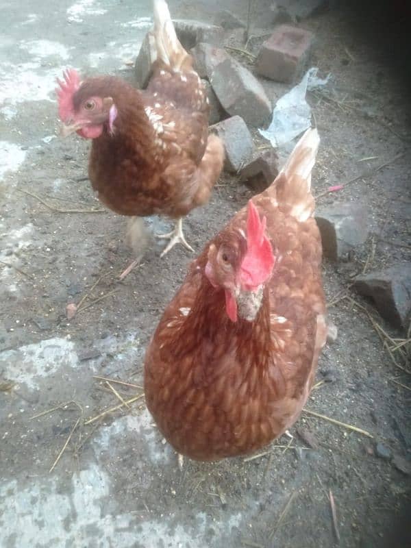 lohman egg laying hens are available each price is 2500. 2