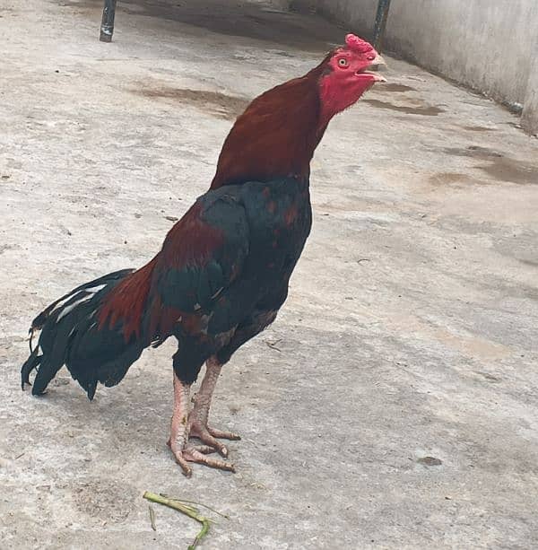 aseel male for sale 1