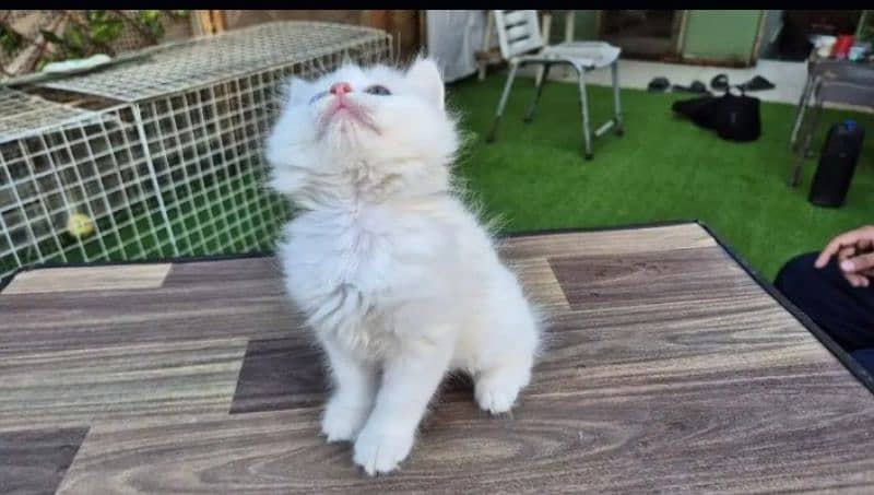 Persian cat My WhatsApp number 03487362872 for sale 1