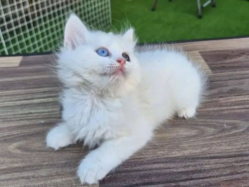 Persian cat My WhatsApp number 03487362872 for sale 2