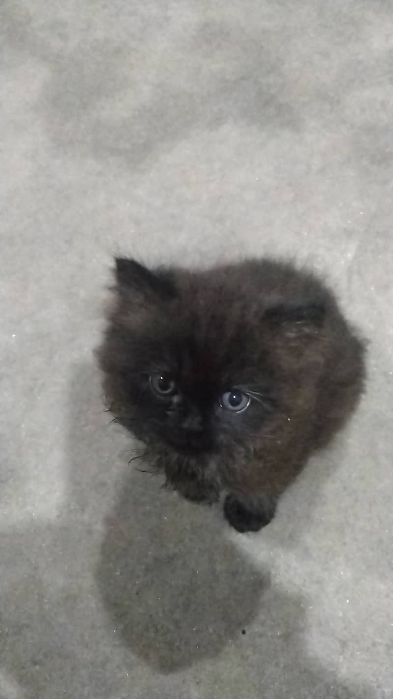 Kitten for sale 4