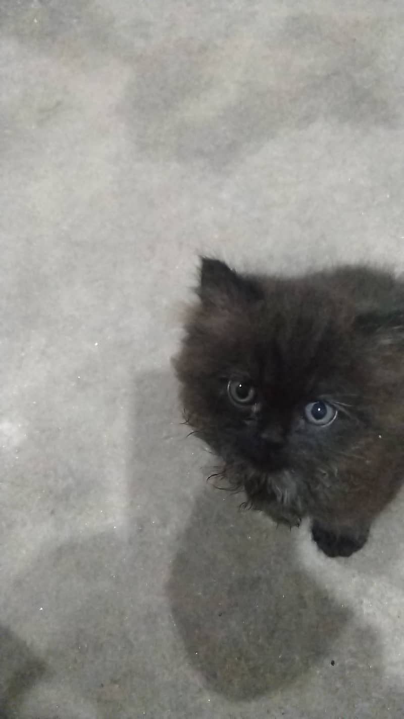 Kitten for sale 5