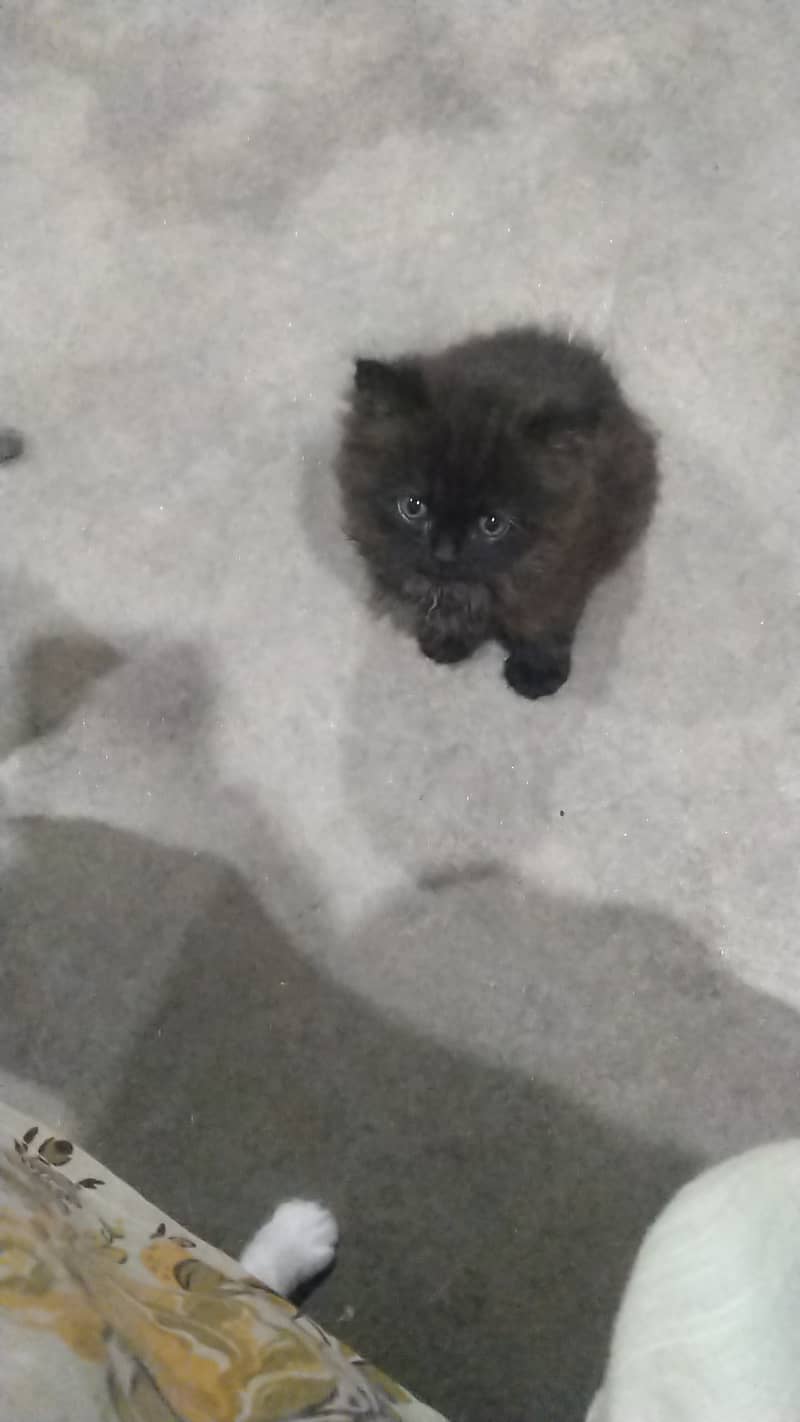 Kitten for sale 7