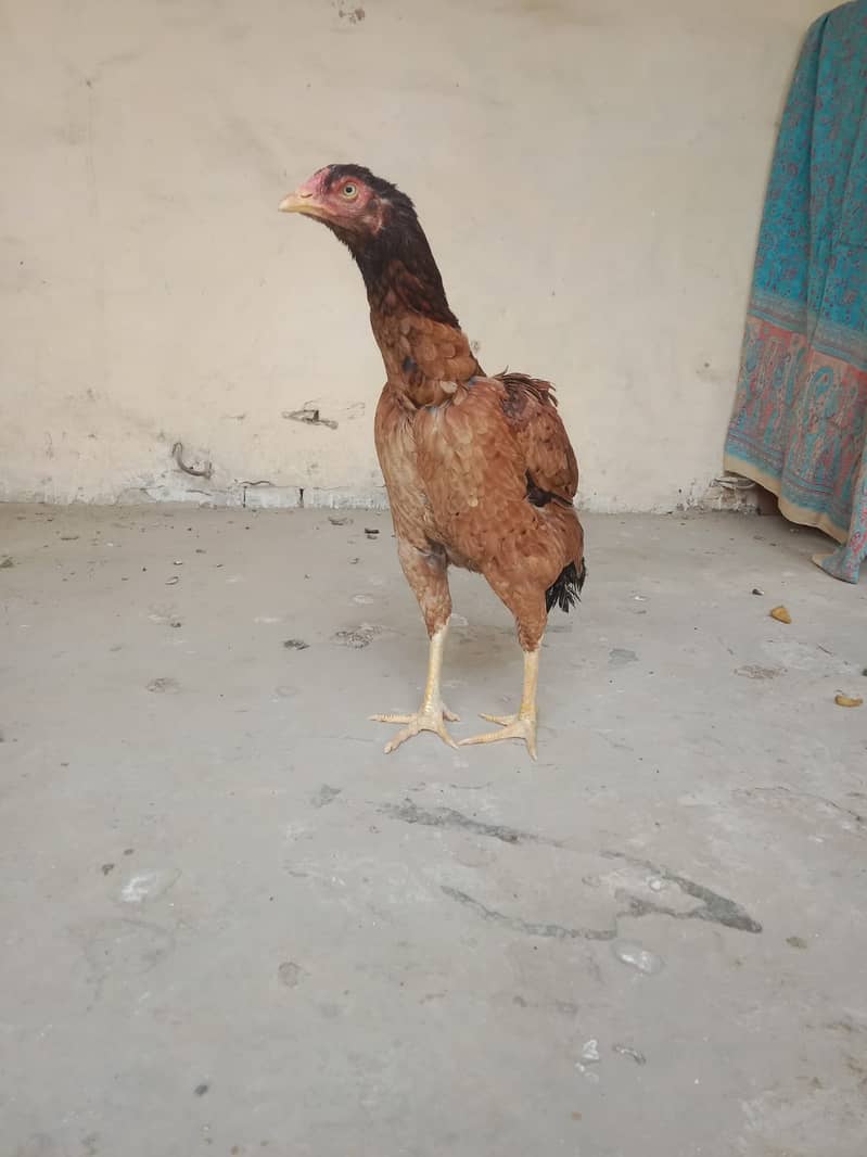 aseel pakistani cross full pure assel with 4 assel egg 0