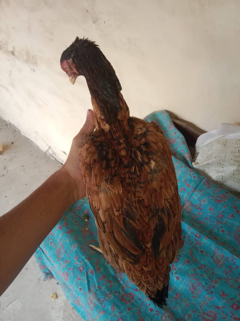 aseel pakistani cross full pure assel with 4 assel egg 1