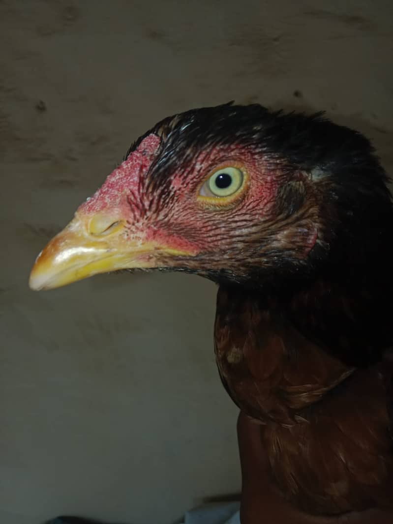 aseel pakistani cross full pure assel with 4 assel egg 2